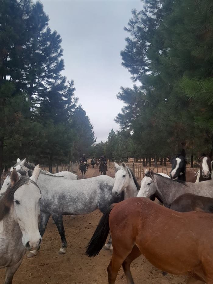 Tropilla de caballos en un bosque de la Cordillera del Viento